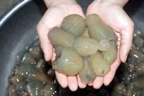 Hải sản "nổi da gà" 200.000 đồng/kg vẫn được săn lùng