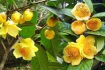 Từ cây dại đến loài hoa vài chục triệu đồng/kg