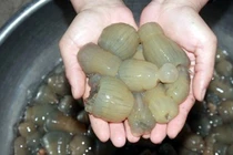 Hải sản "nổi da gà" 200.000 đồng/kg vẫn được săn lùng