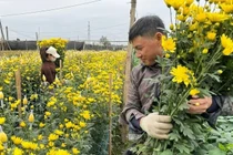 Làng hoa truyền thống tất bật chuẩn bị cho Tết Nguyên đán