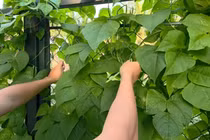 Vườn cây xanh mướt trong 'biệt phủ' của gia đình NSND Xuân Bắc