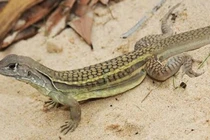 Đặc sản nhìn xưa không ai ngó nay gần nửa triệu đồng/kg 