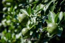 Vườn quất cảnh tất bật chuẩn bị cho vụ Tết, nhiều khách đặt cọc từ sớm