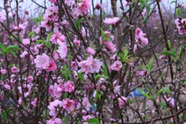 Đào nở sớm khiến người trồng lo 'trắng tay'