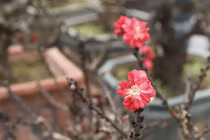 Đào thất thốn ngủ điều hòa chờ đại gia đón về chơi Tết