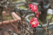 Đào thất thốn ngủ điều hòa chờ đại gia đón về chơi Tết