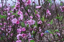 Đào nở sớm khiến người trồng lo 'trắng tay'