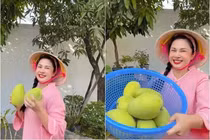 Cận cảnh khu vườn ngập tràn cây trái của Việt Trinh 