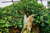 Độc đáo quất gỗ lũa Tứ Liên chuẩn bị đón Tết Nguyên đán Bính Ngọ 2026