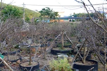 Những cây mai nhìn như củi khô vẫn có giá tiền tỷ