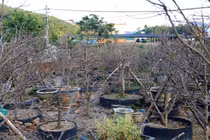 Những cây mai nhìn như củi khô vẫn có giá tiền tỷ