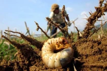 Đặc sản nhìn "khiếp vía" giúp dân kiếm cả triệu đồng mỗi ngày