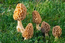 Nấm bụng dê quý hiếm giá hơn chục triệu đồng/kg