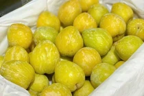 Mận cau Trung Quốc “rớt giá” chỉ 25.000 đồng/kg