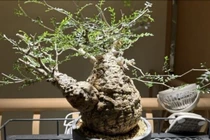 Giới sưu tầm săn lùng loài cây dáng quái giá trị hàng trăm triệu