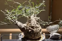 Giới sưu tầm săn lùng loài cây dáng quái giá trị hàng trăm triệu