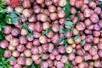 Mận hậu đầu mùa đắt khách dù giá cao vẫn hút người mua