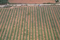 Nông dân Quảng Trị đối mặt với cảnh mất mùa vì giá dưa hấu giảm sâu