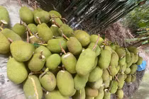 Giá mít biến động mạnh gây lo lắng cho nông dân và thương lái