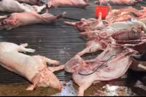 Doanh nghiệp cung cấp suất ăn bị tố liên quan đến vụ thịt heo bệnh ở Hà Nội