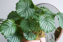 Những lựa chọn cây xanh phổ biến cho không gian nhỏ