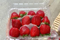 Dâu tây Mộc Châu đầu mùa cao vẫn hút khách