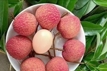 Vải u trứng Hưng Yên hút khách ngày Tết Đoan Ngọ