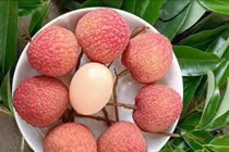 Vải u trứng Hưng Yên hút khách ngày Tết Đoan Ngọ