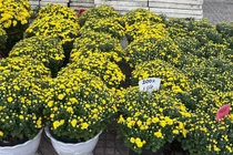 Người dân chung tay 'giải cứu' cúc mâm xôi nở sớm trước Tết. 