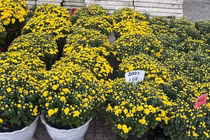 Người dân chung tay 'giải cứu' cúc mâm xôi nở sớm trước Tết. 