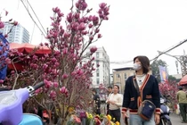 Hoa mộc lan gây sốt dịp Tết Bính Ngọ 2026