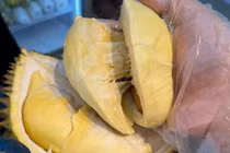 Loạn giá sầu riêng, chỗ vài chục, nơi cả trăm nghìn/kg