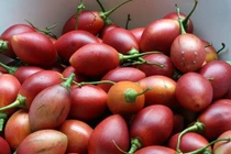 Loại quả đắt bậc nhất thế giới, Việt Nam trồng đại trà thành đặc sản 