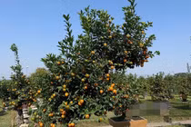 Đủ loại quất cảnh độc lạ phục vụ thị trường Tết 2026