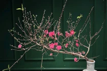 Đào huyền mini độ bổ thị trường, hút khách chơi Tết Bính Ngọ 2026 