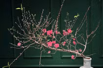 Đào huyền mini độ bổ thị trường, hút khách chơi Tết Bính Ngọ 2026 