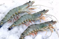 5 loại tôm "rẻ hơn cho" cũng tuyệt đối tránh 