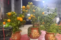 Quất mini vài trăm nghìn đồng hút khách chơi Tết 