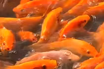 Thủ phủ cá chép đỏ bước vào vụ nhộn nhịp nhất trong năm