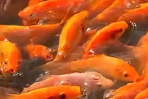 Thủ phủ cá chép đỏ bước vào vụ nhộn nhịp nhất trong năm