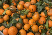 Quýt sim giá rẻ, vị ngọt đậm gây sốt thị trường