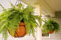 Những loại cây phù hợp cho không gian thiếu sáng