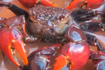 Đặc sản có tên lạ hoắc, dân bắt về kiếm nửa triệu/ngày 