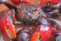 Đặc sản có tên lạ hoắc, dân bắt về kiếm nửa triệu/ngày 