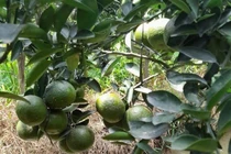 Nhiều loại trái cây rớt giá mạnh