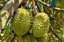 Nguồn gốc sầu riêng giá rẻ bán đầy chợ mạng