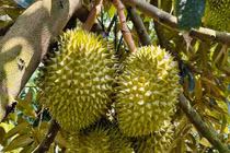 Nguồn gốc sầu riêng giá rẻ bán đầy chợ mạng