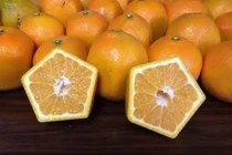 Kỳ lạ giống cam ngũ giác 700.000 đồng/kg