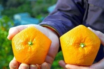 Kỳ lạ giống cam ngũ giác 700.000 đồng/kg