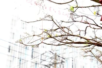 Cận cảnh cây mai vàng cổ thụ giá hơn 3 tỷ đồng 